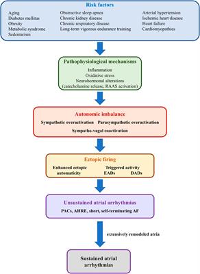 Autonomic imbalance and atrial ectopic activity—a pathophysiological and clinical view